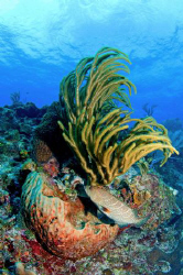 The Grouper was just passing through this shot of a coral... by Paul Colley 